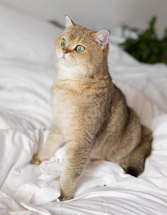 Élevage chat british shorthair Nîmes