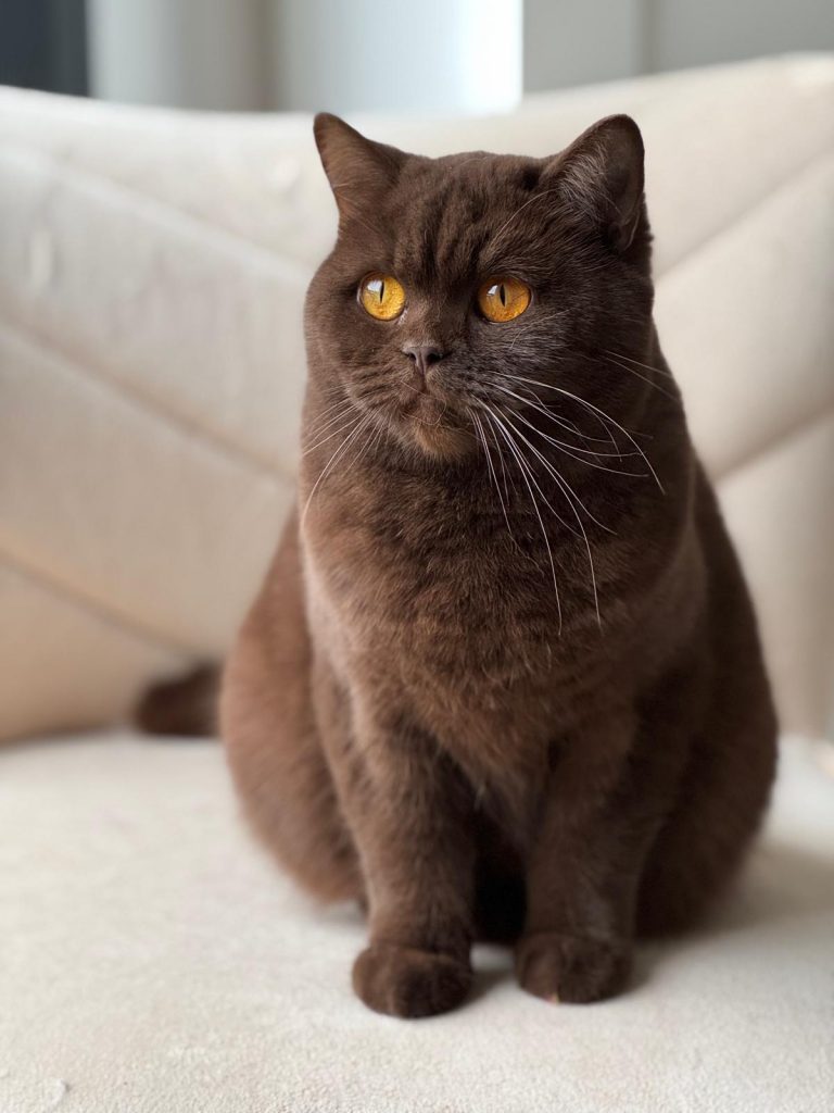Élevage chat british shorthair Nîmes